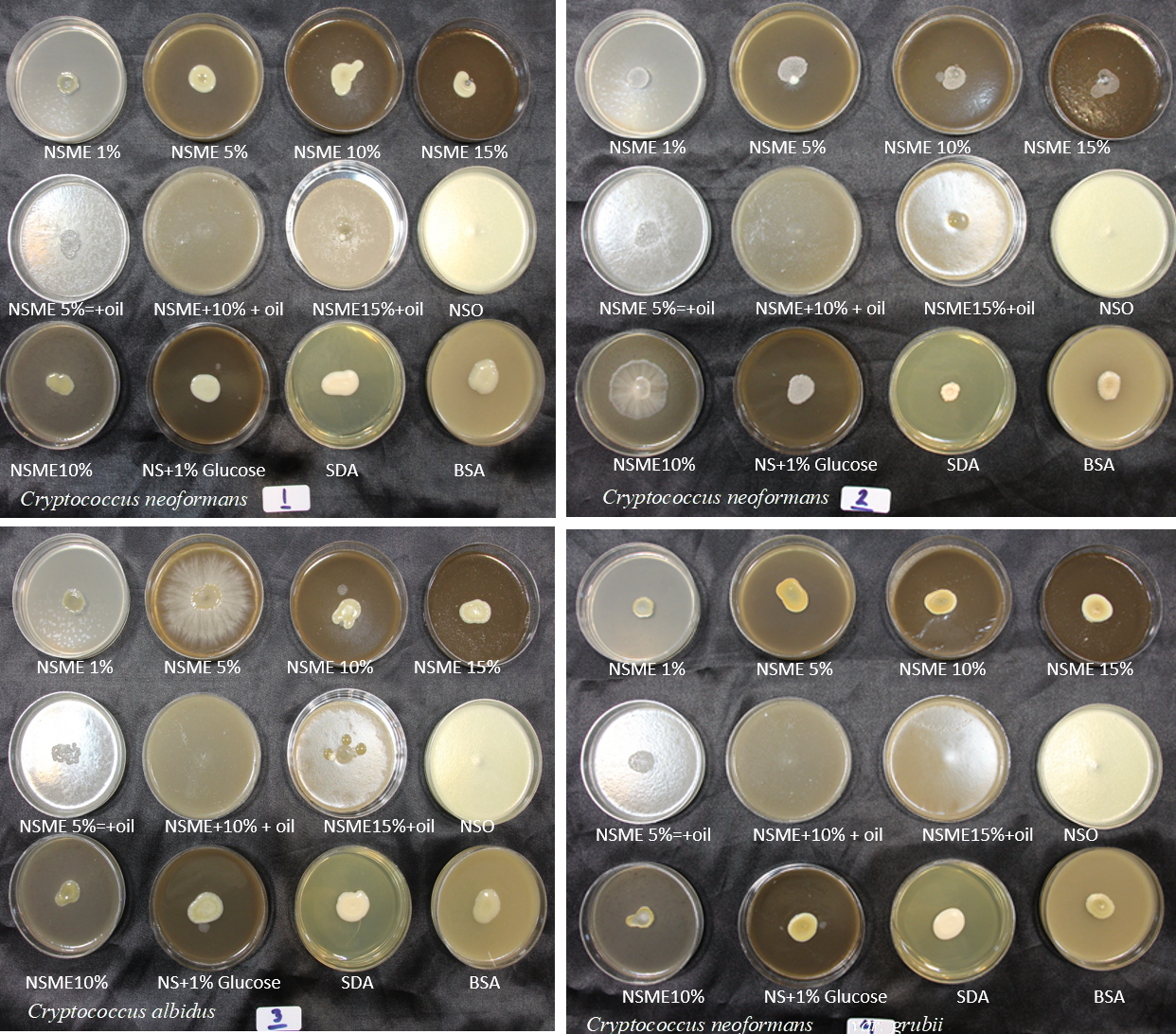 Figure S1. Phenotypic characteristics of yeasts grown on different formulations of Nigella sativa-based media, Sabouraud dextrose agar (SDA), and Bird seed agar (BSA) after 7 days of incubation at 30°C.