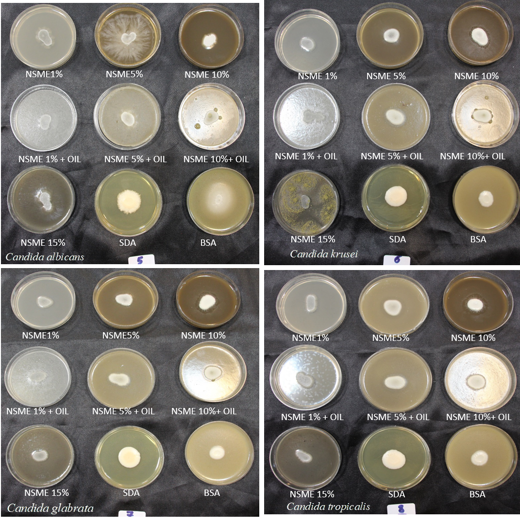 Figure S2. Phenotypic characteristics of yeasts grown on different formulations of Nigella sativa-based media, Sabouraud dextrose agar (SDA), and Bird seed agar (BSA) after 7 days of incubation at 30°C.